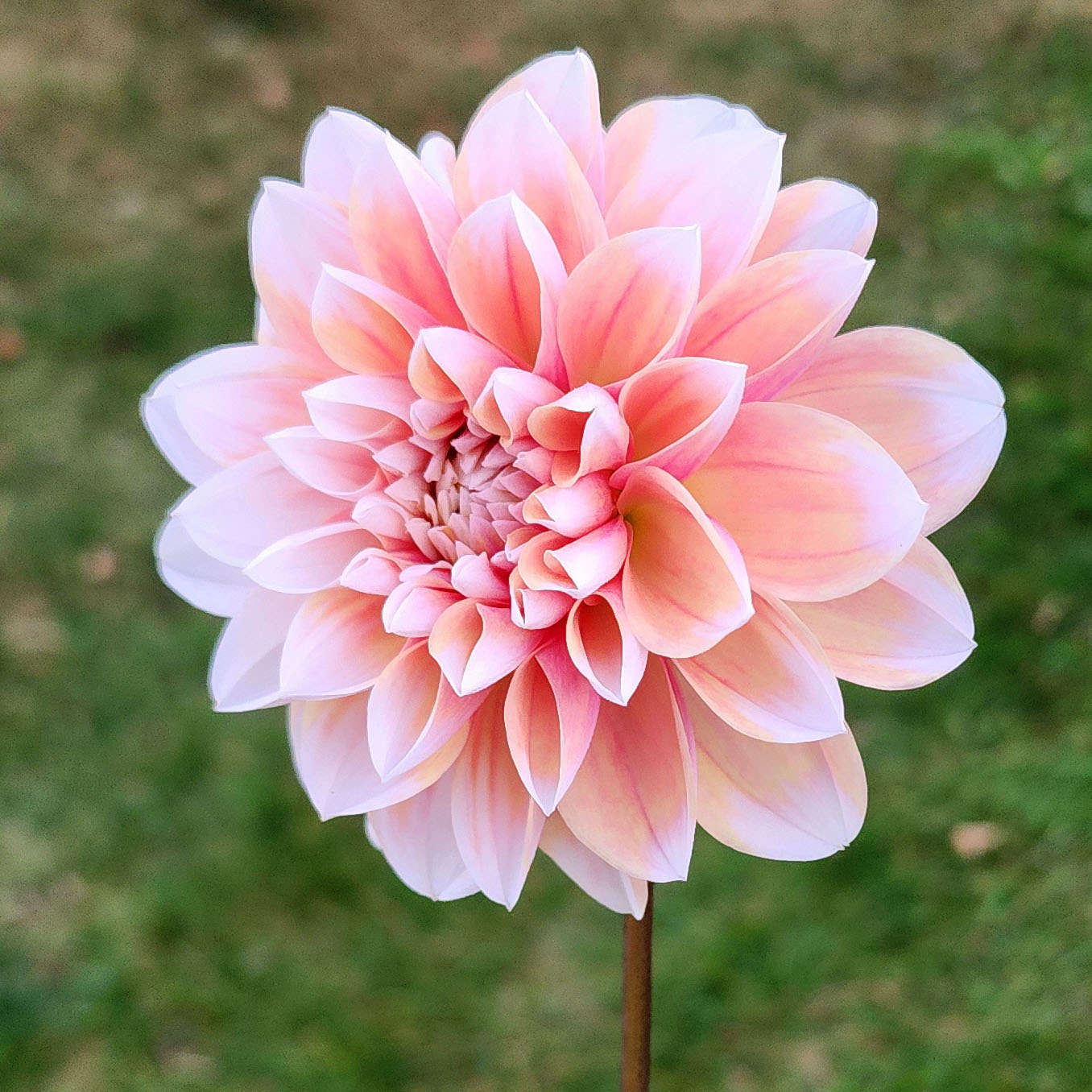 Dahlia Tropical Dream - LIMIT ONE (tuber)
