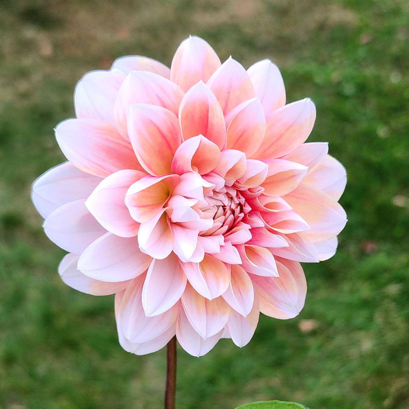 Dahlia Tropical Dream - LIMIT ONE (tuber)