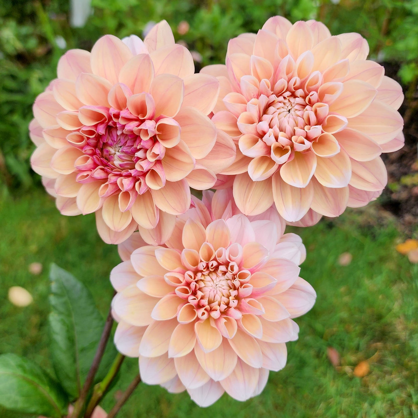 Tropical Dream dahlia Canada