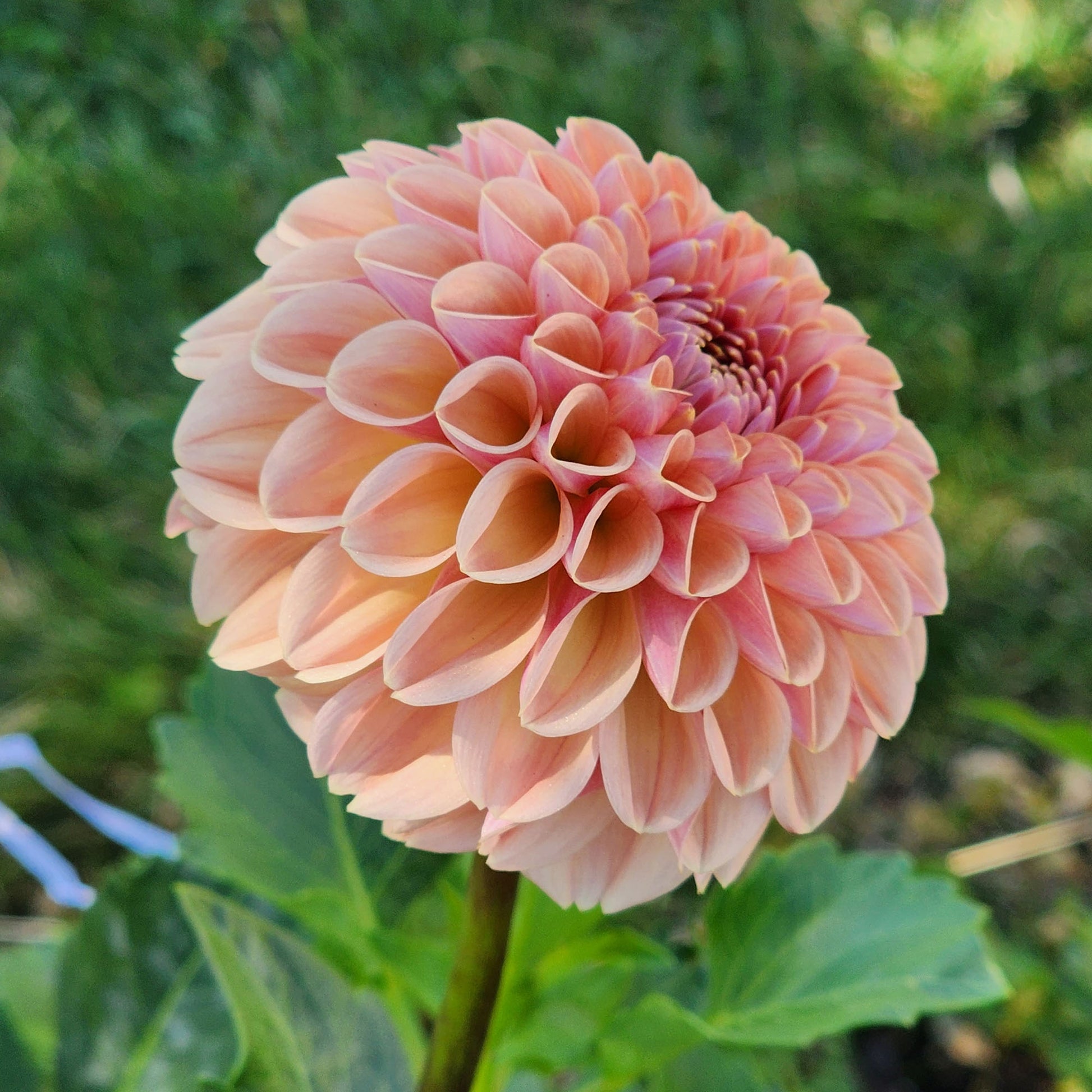 Valley Tawny dahlia tuber Canada Jamais sans mes fleurs
