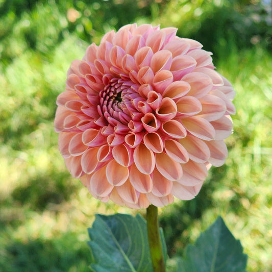Valley Tawny dahlia tuber Canada Jamais sans mes fleurs