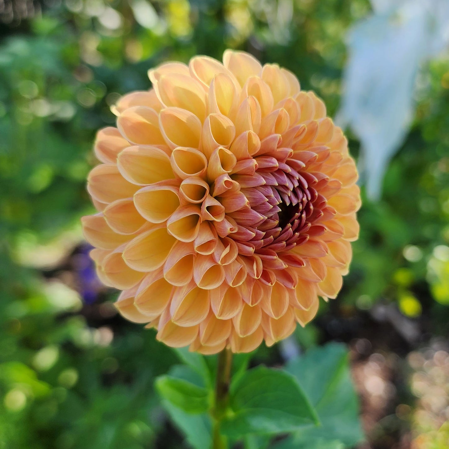 Valley Tawny dahlia tuber Canada Jamais sans mes fleurs