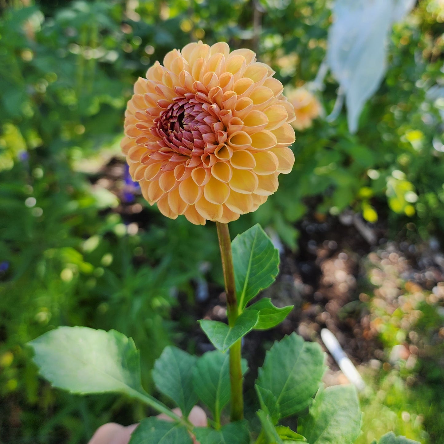 Valley Tawny dahlia tuber Canada Jamais sans mes fleurs