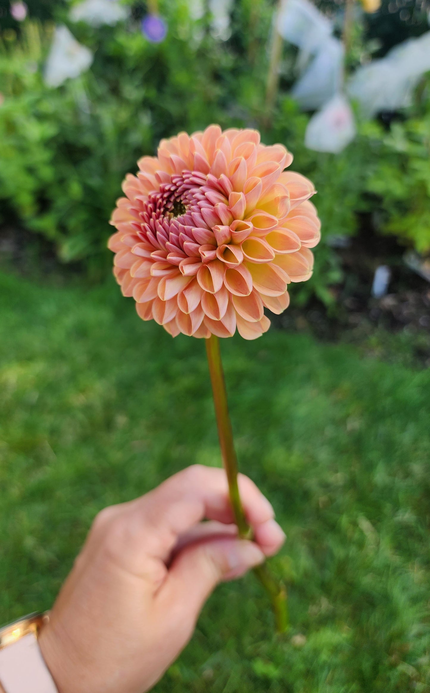 Valley Tawny dahlia tuber Canada Jamais sans mes fleurs